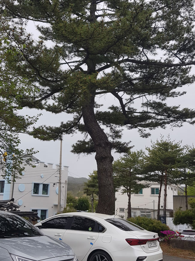 현영해면사무소의-은행나무-모습.jpg