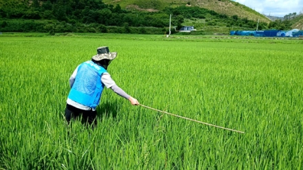 울진군, 혹명나방 등 주요 병해충 대비 일제 예찰 실시