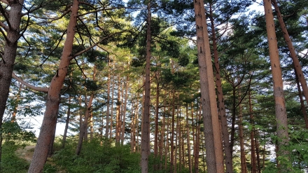 금강송이 무너지면 대한민국 산림유산·국가유산도 위태롭다