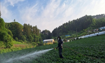 울진산 씨감자 채종포 약제 방제 철저