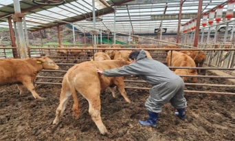 울진군, 송아지 럼피스킨 백신 일제접종 실시
